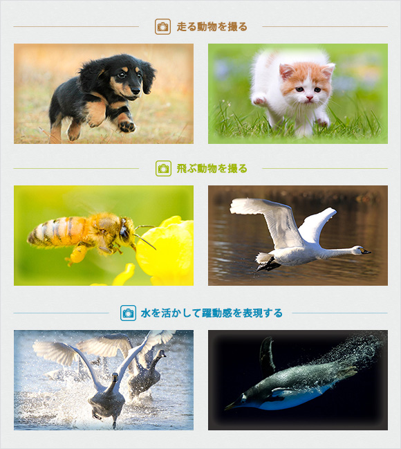動きの一瞬の撮り方 ─ 動物編 ─