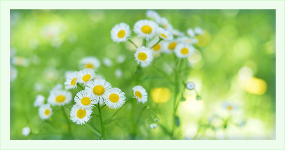 初夏の花々を楽しむ‐好きな写真の「撮り方」レシピ‐
                                              